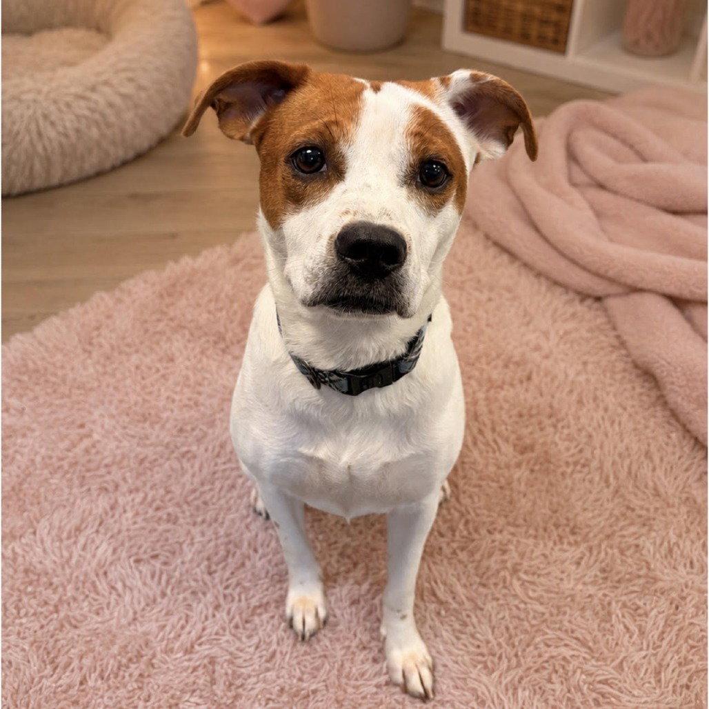 Darcie - 8 Months ( Avail 8/12), Adoptable, Young Female Mixed Breed.