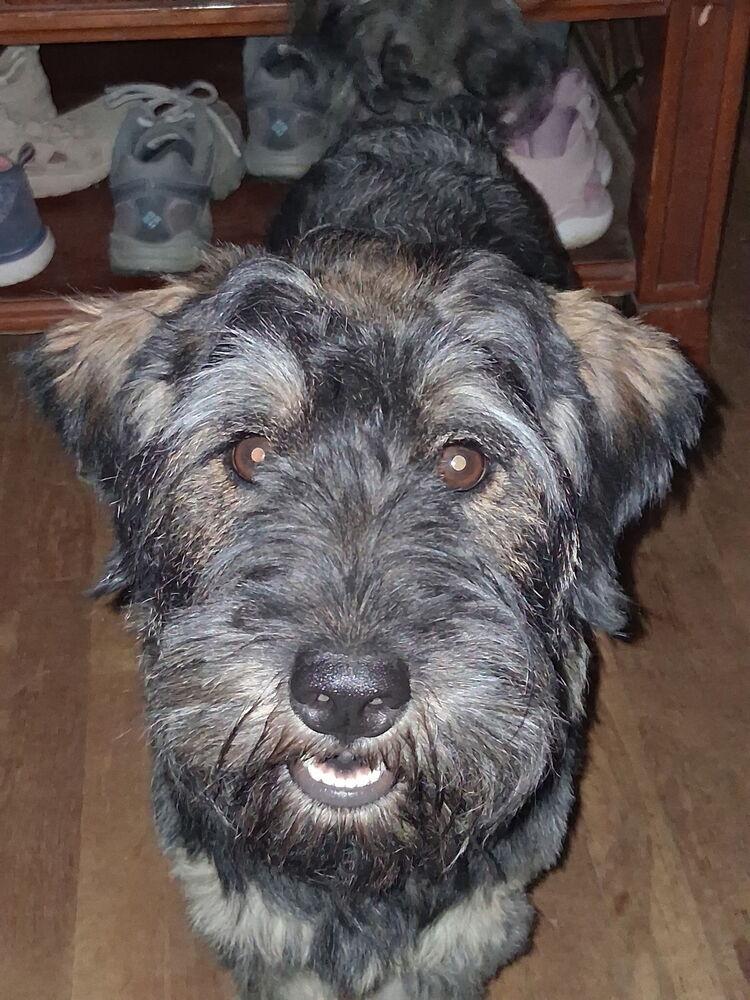 Luke, adopted, Young Male Miniature Schnauzer.