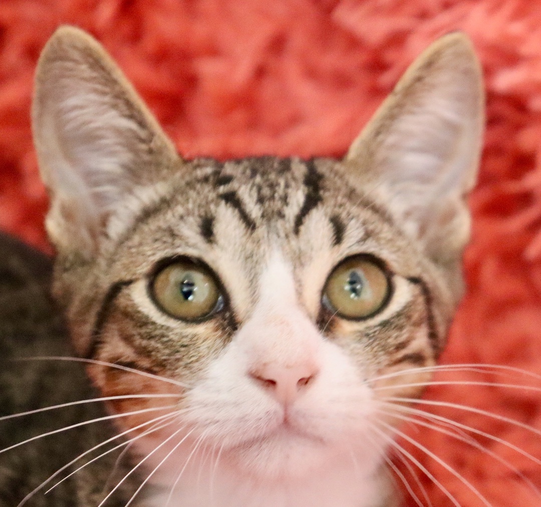 Diamond, Adoptable, Kitten Male Tabby & Tuxedo.