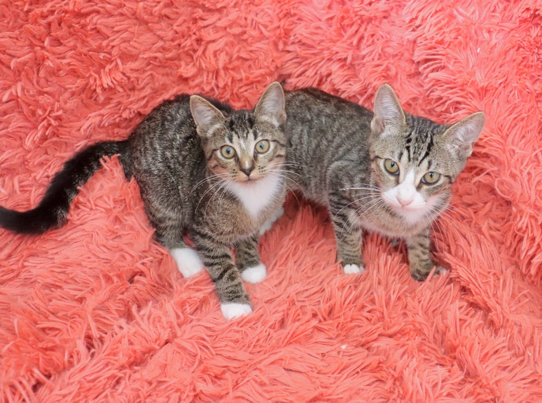 Enlarge Diamond, a Adoptable mixed breed in Saint Augustine, FL image 2/5