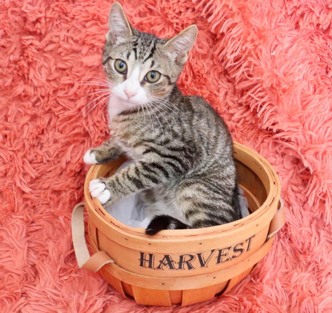 Enlarge Diamond, a Adoptable mixed breed in Saint Augustine, FL image 3/5