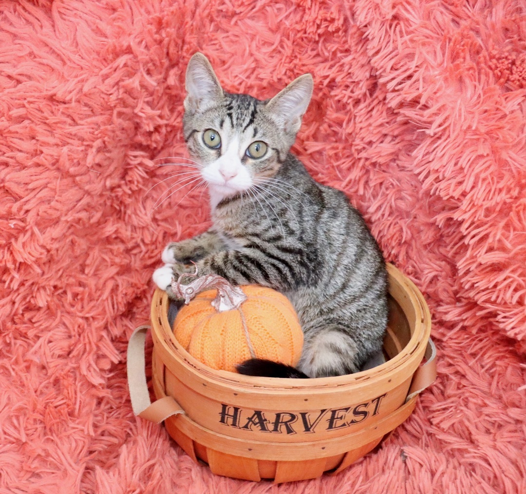 Enlarge Diamond, a Adoptable mixed breed in Saint Augustine, FL image 4/5