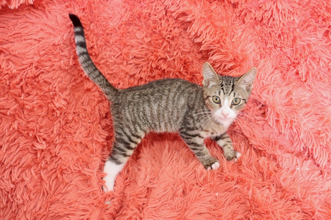 Enlarge Diamond, a Adoptable mixed breed in Saint Augustine, FL image 5/5