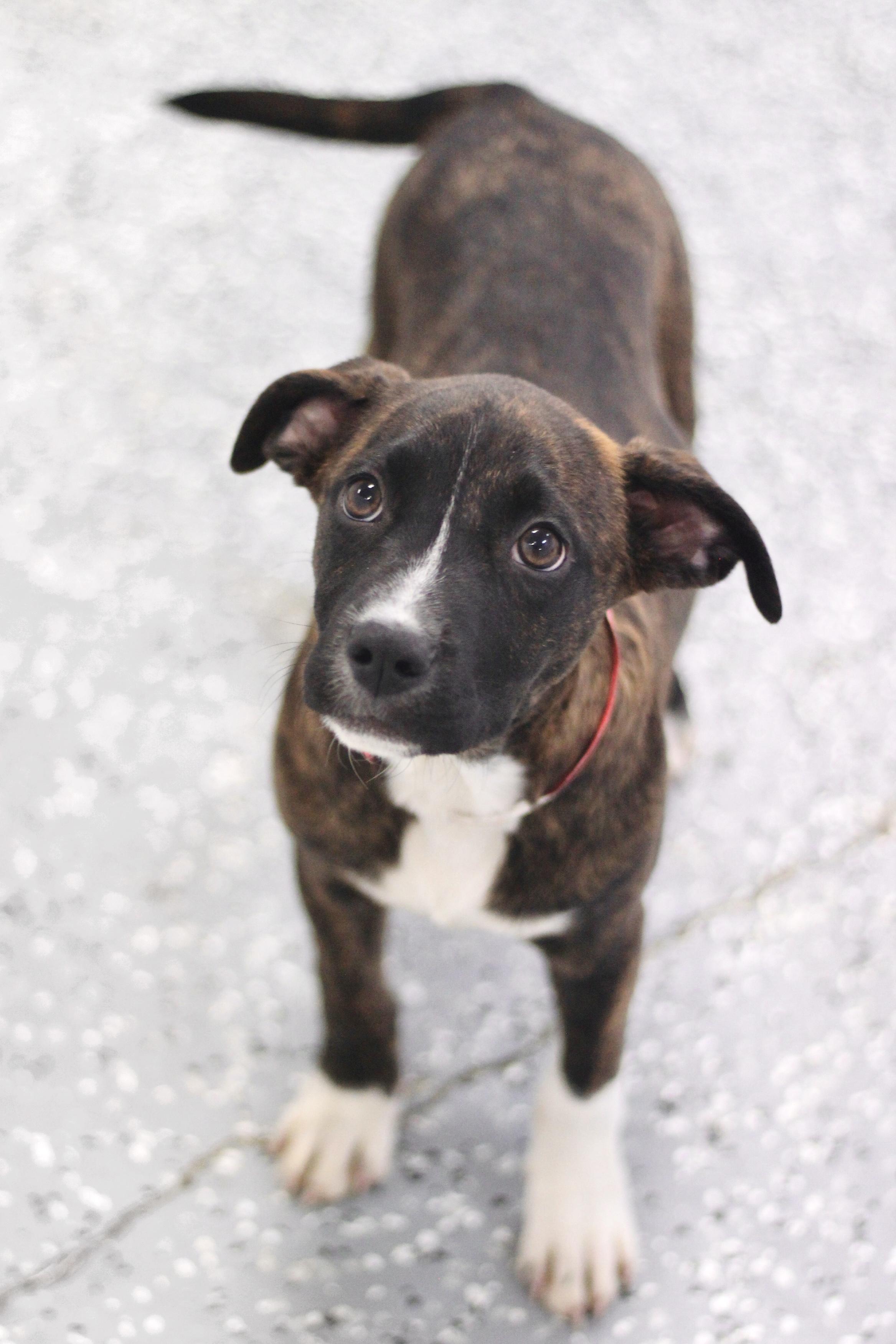 Enlarge Harper in NH! Come Meet our Adoptable Dogs Wednesday-Saturday. More info in Bio! , an adopted mixed breed in Manchester, NH image 1/2