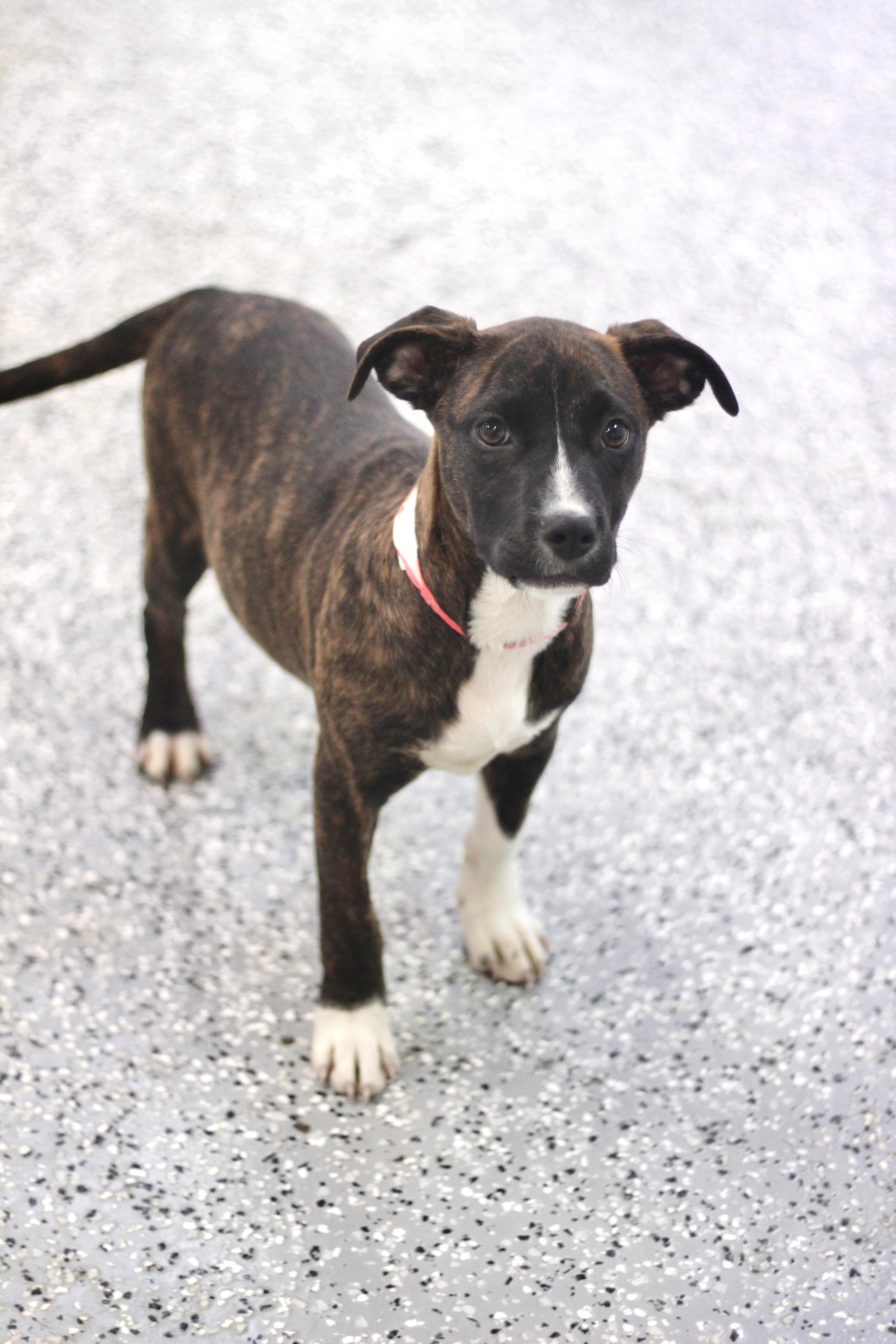 Enlarge Harper in NH! Come Meet our Adoptable Dogs Wednesday-Saturday. More info in Bio! , an adopted mixed breed in Manchester, NH image 2/2