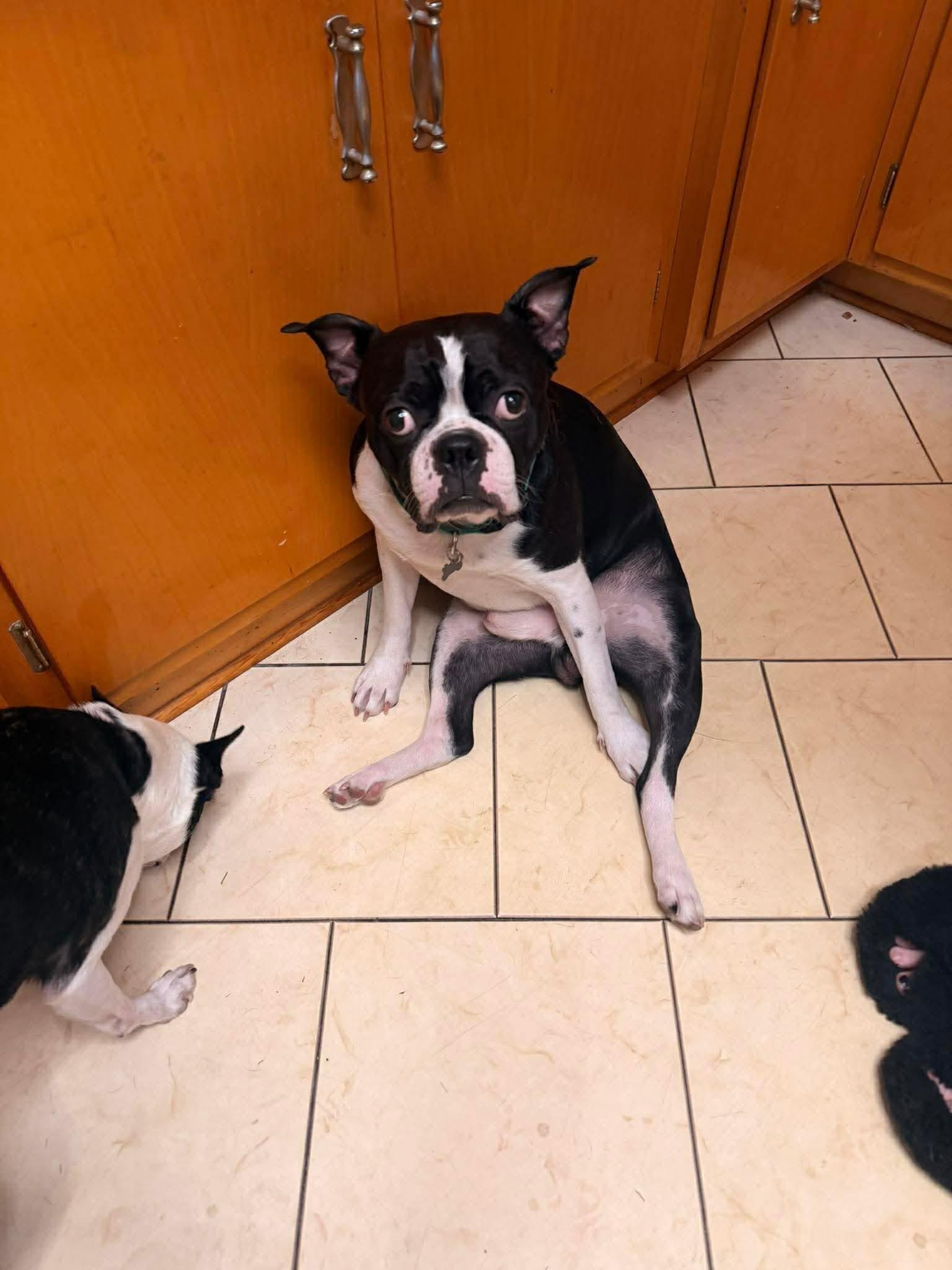 Enlarge Harley, an adopted mixed breed in Torrington, CT image 2/6