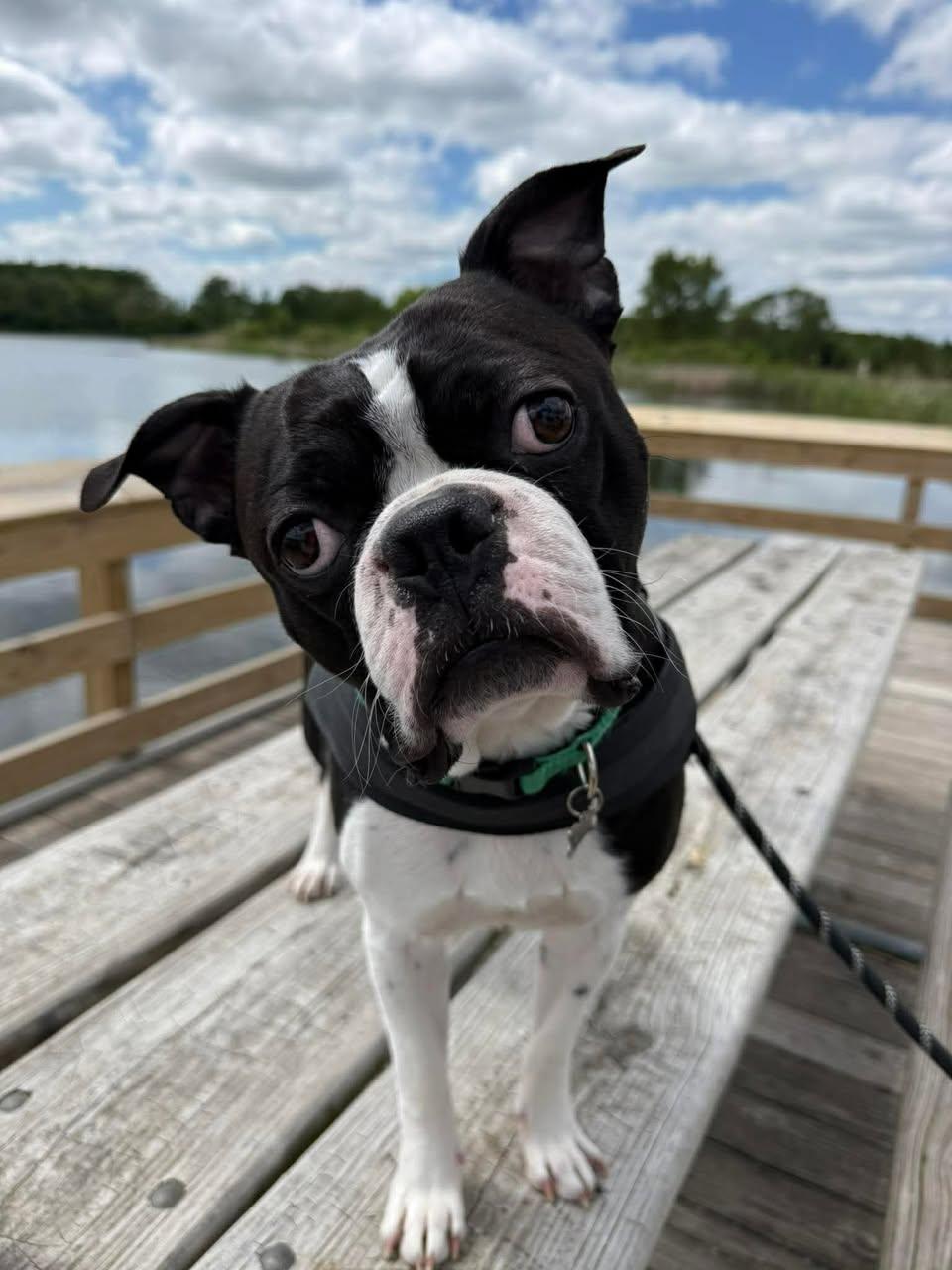 Enlarge Harley, an adopted mixed breed in Torrington, CT image 1/6