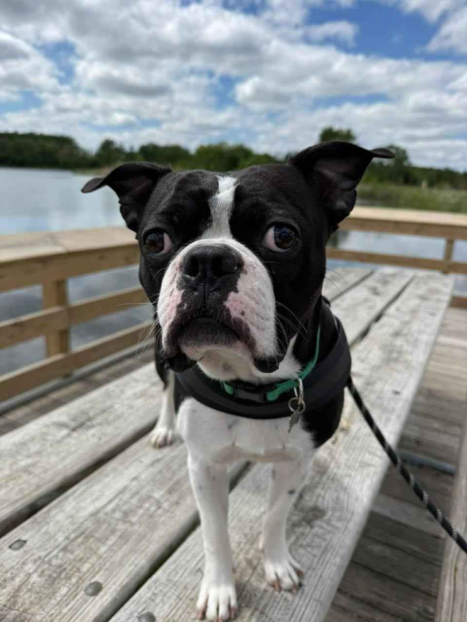 Enlarge Harley, an adopted mixed breed in Torrington, CT image 5/6