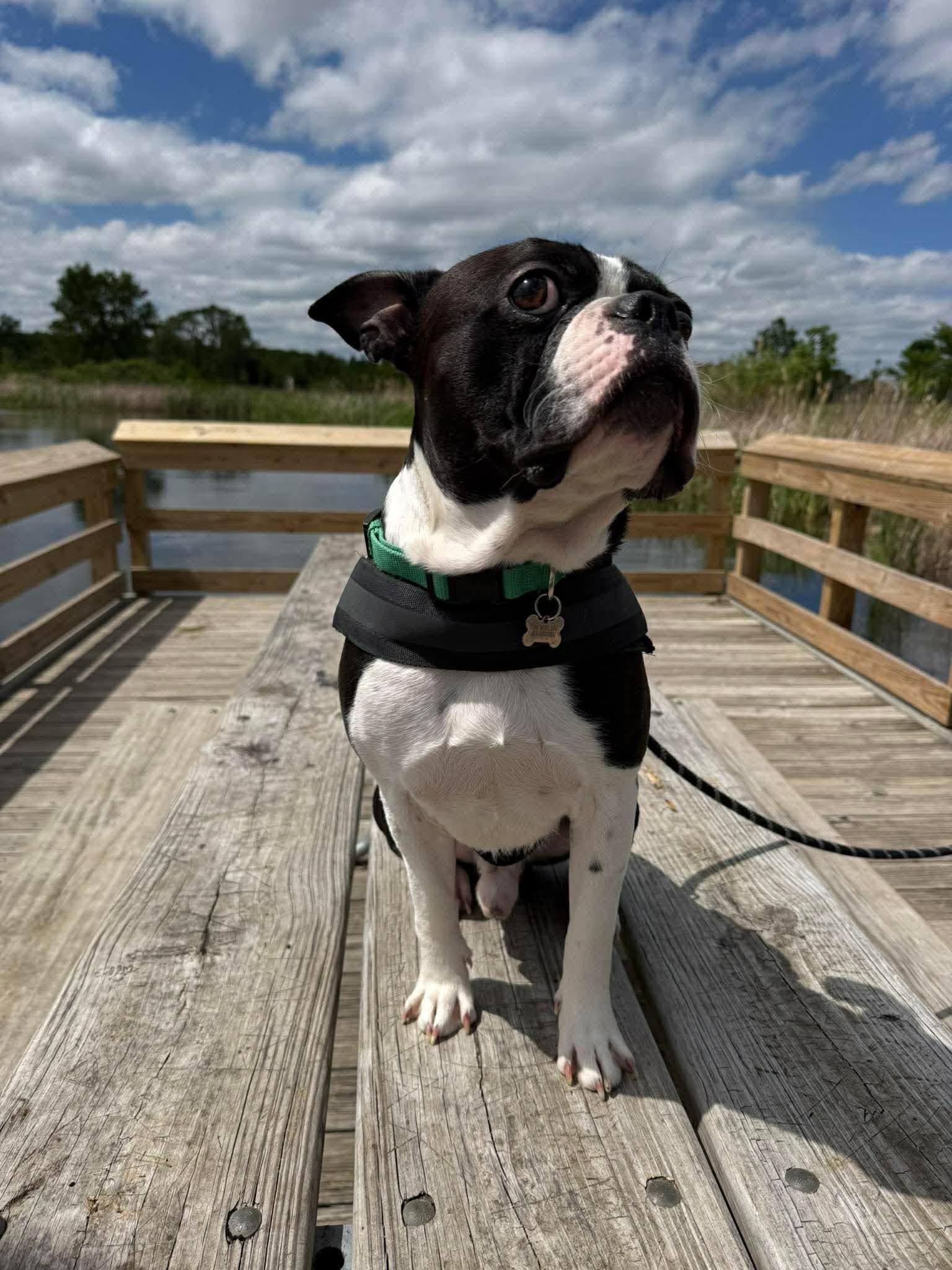 Enlarge Harley, an adopted mixed breed in Torrington, CT image 3/6