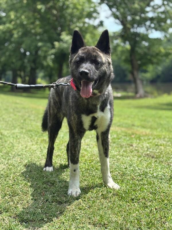 Kiki, a Adoptable Akita in Colonial Heights, VA image 1/2