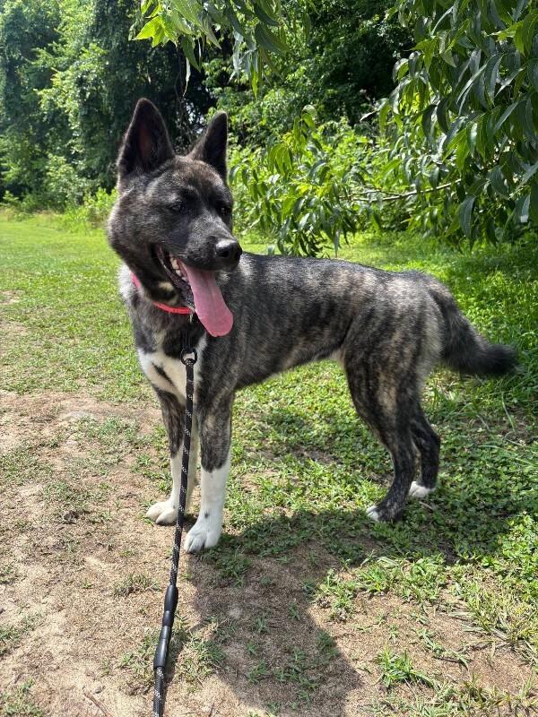 Kiki, a Adoptable Akita in Colonial Heights, VA image 2/2
