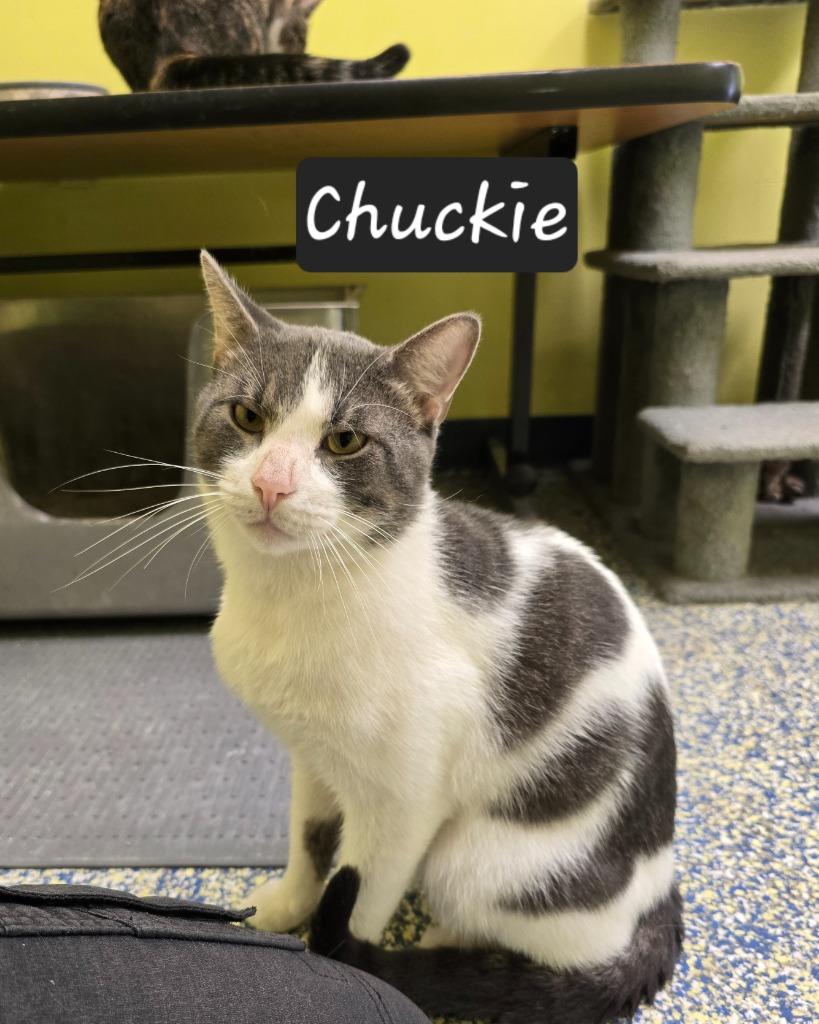Chuckie, Adoptable, Young Male Domestic Short Hair.