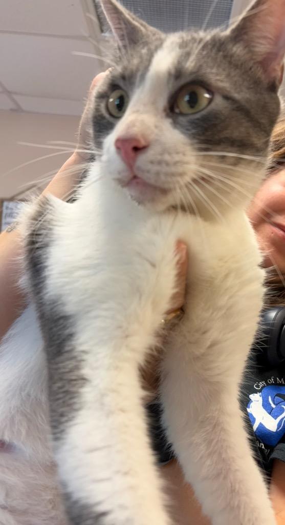 Enlarge Chuckie, a Adoptable mixed breed in Maumelle, AR image 2/2