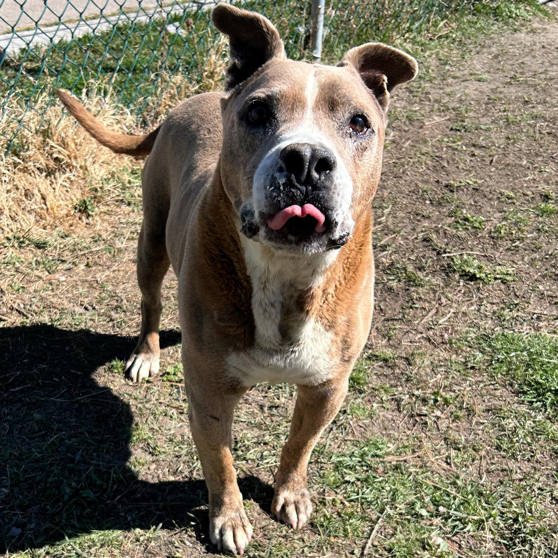 Enlarge Whiskey, a ADOPTABLE Pit Bull Terrier in Lindon, UT image 4/5