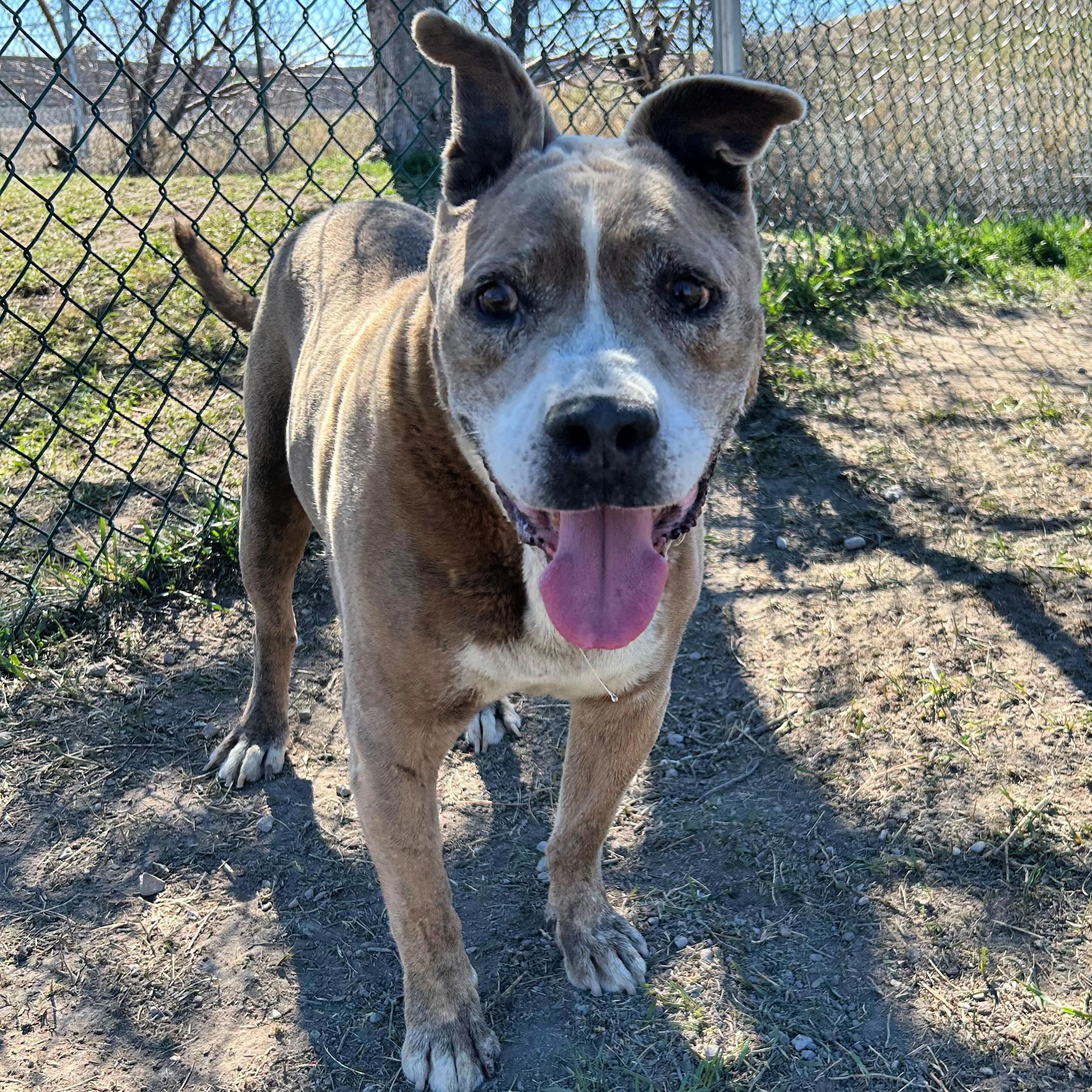 Enlarge Whiskey, a ADOPTABLE Pit Bull Terrier in Lindon, UT image 2/5