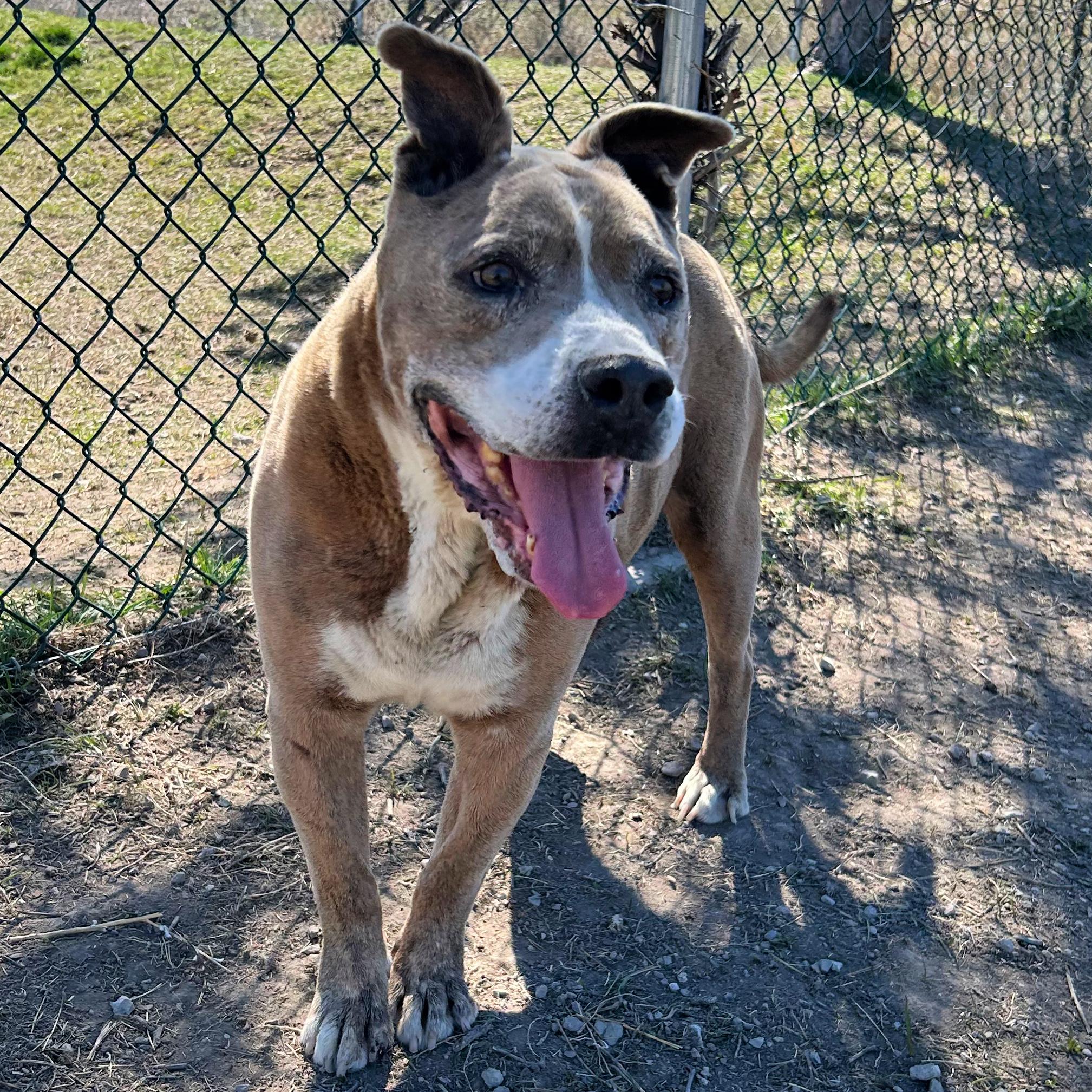 Enlarge Whiskey, a ADOPTABLE Pit Bull Terrier in Lindon, UT image 1/5
