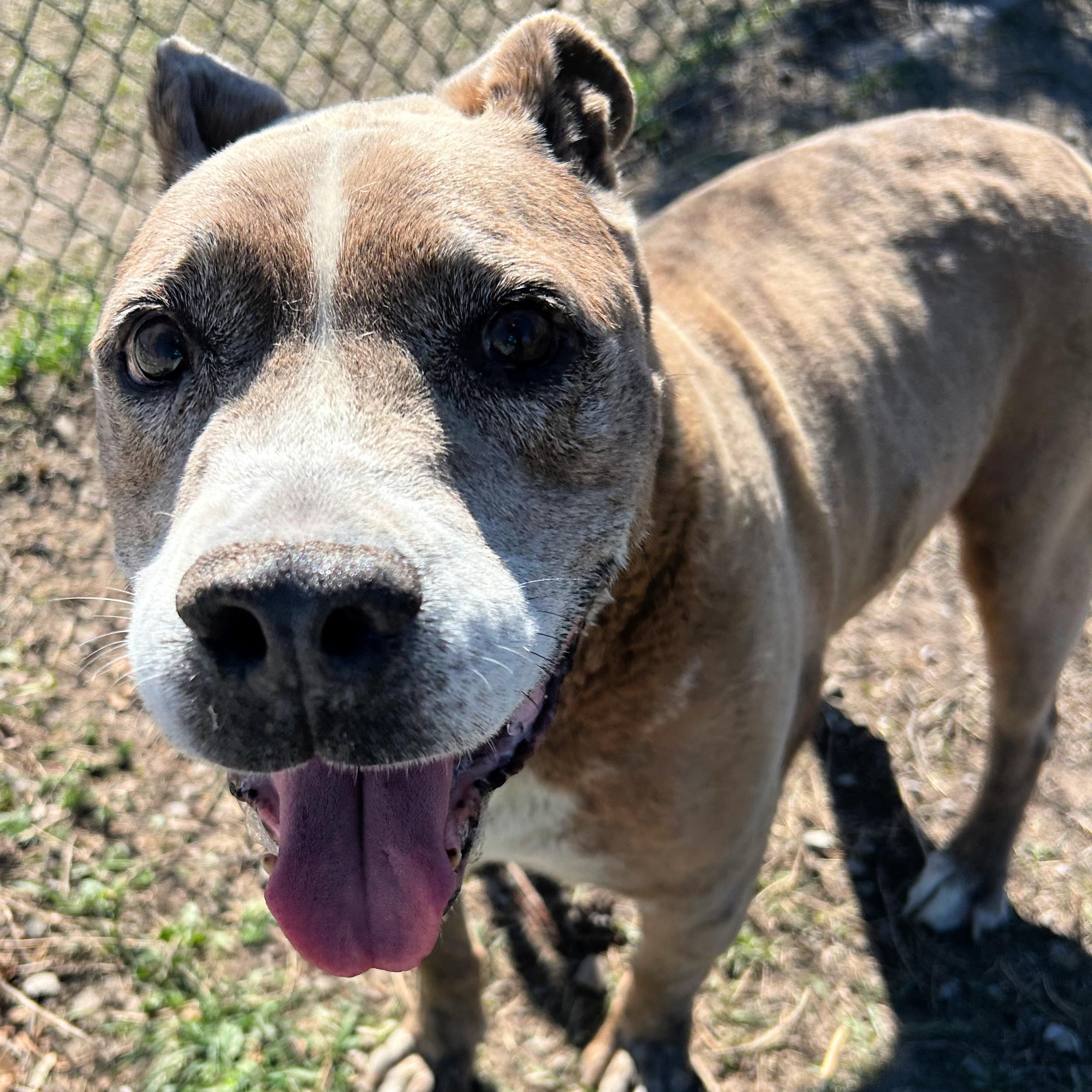 Enlarge Whiskey, a ADOPTABLE Pit Bull Terrier in Lindon, UT image 5/5