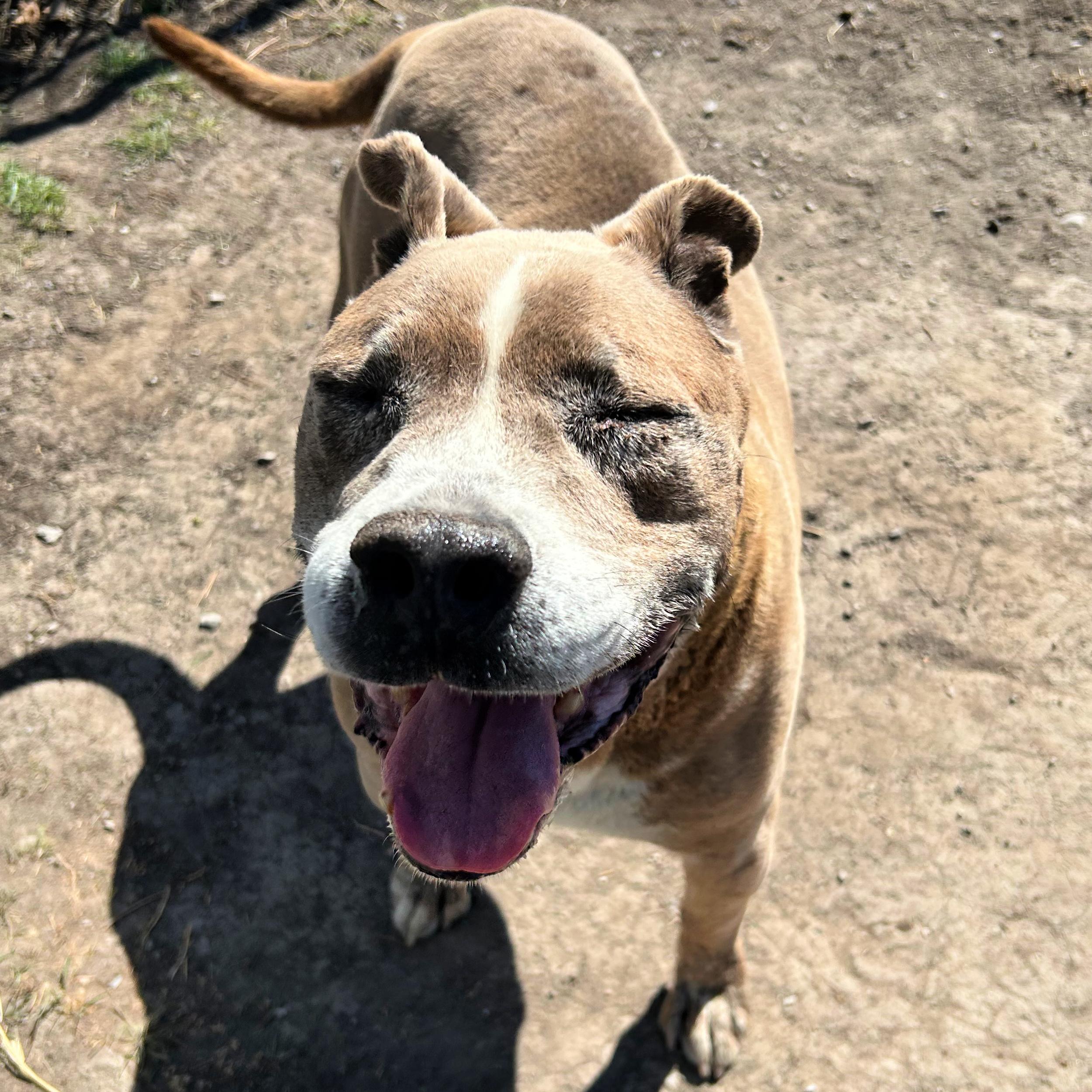 Enlarge Whiskey, a ADOPTABLE Pit Bull Terrier in Lindon, UT image 3/5