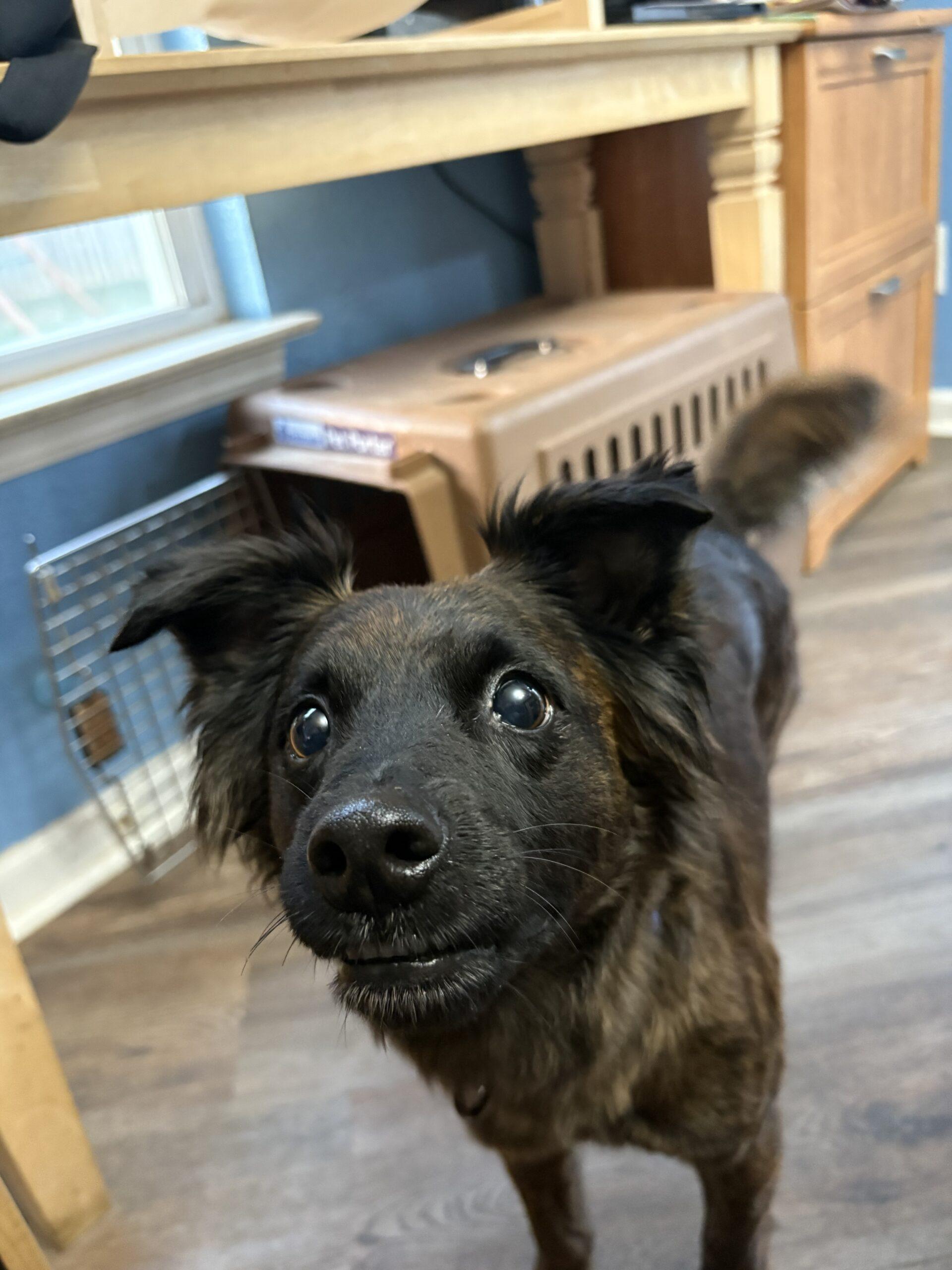 Enlarge Bella, a Adoptable mixed breed in Fishers, IN image 1/2