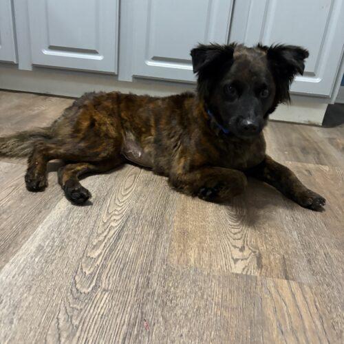 Enlarge Bella, a Adoptable mixed breed in Fishers, IN image 2/2