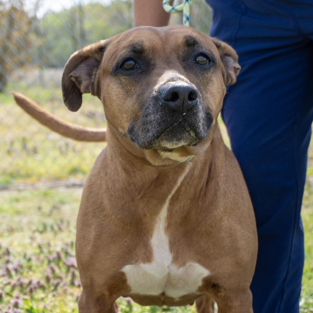 Flossie, Adoptable, Senior Female Pit Bull Terrier & Boxer.