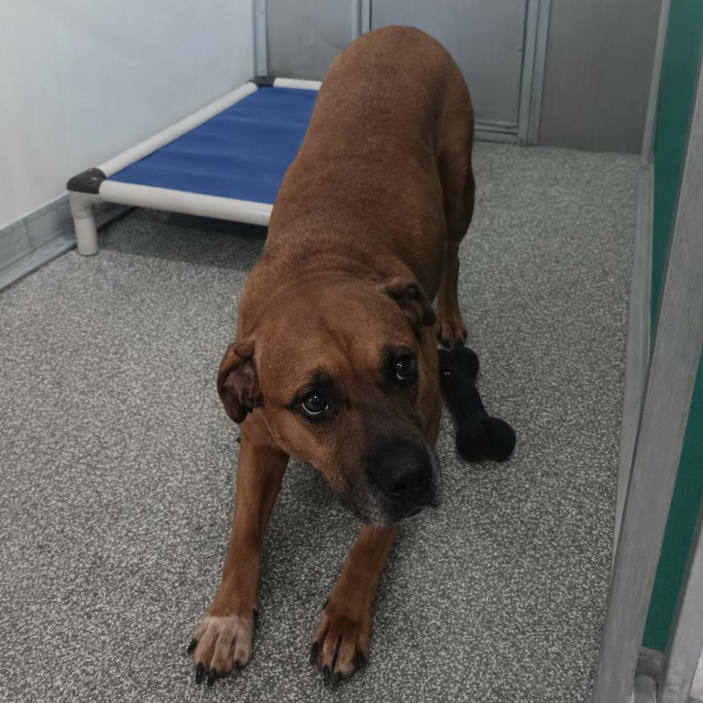 Enlarge Flossie, a Adoptable mixed breed in Elizabeth City, NC image 2/5