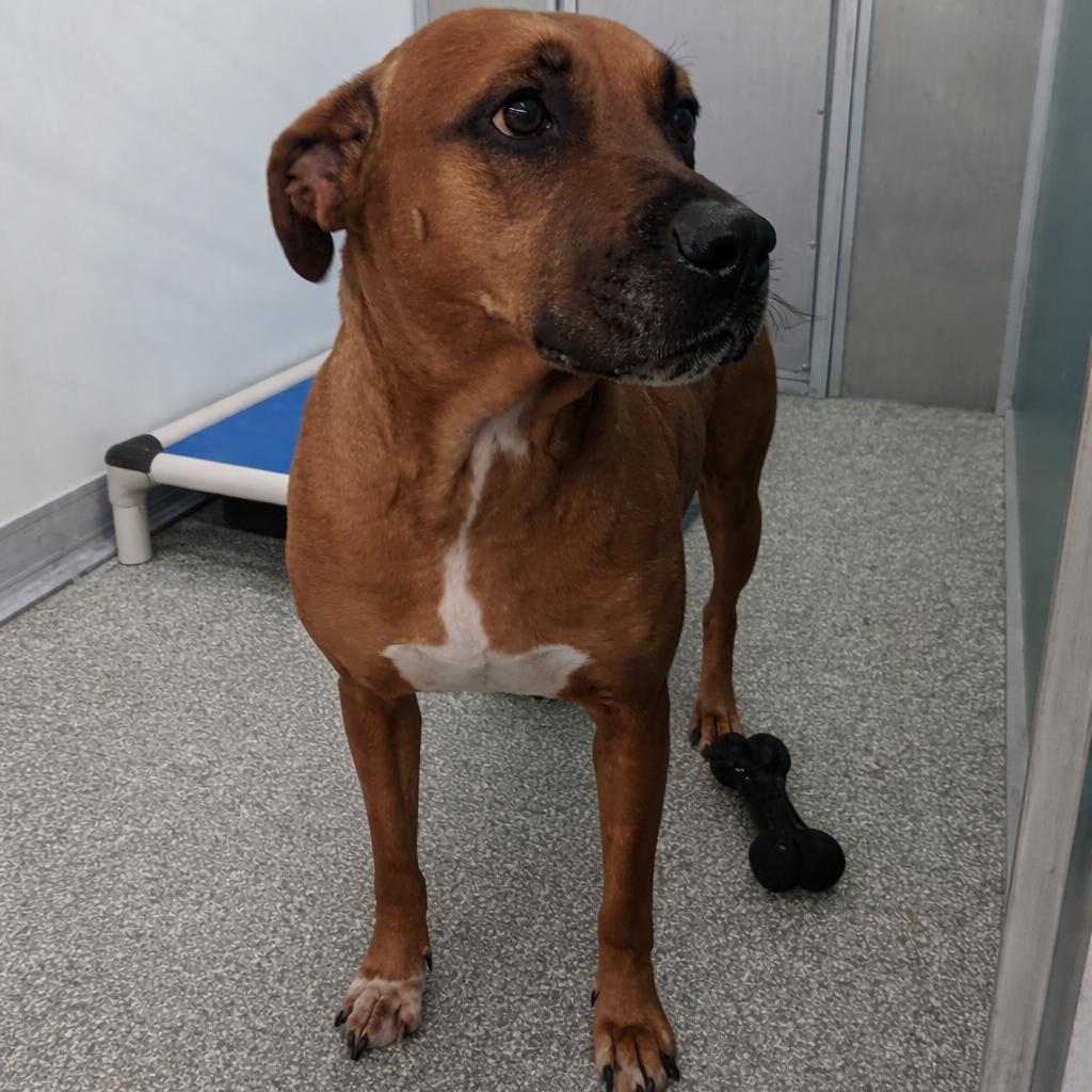 Enlarge Flossie, a Adoptable mixed breed in Elizabeth City, NC image 3/5