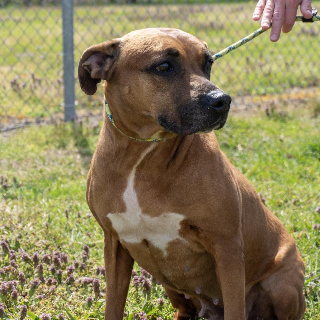 Enlarge Flossie, a Adoptable mixed breed in Elizabeth City, NC image 4/5