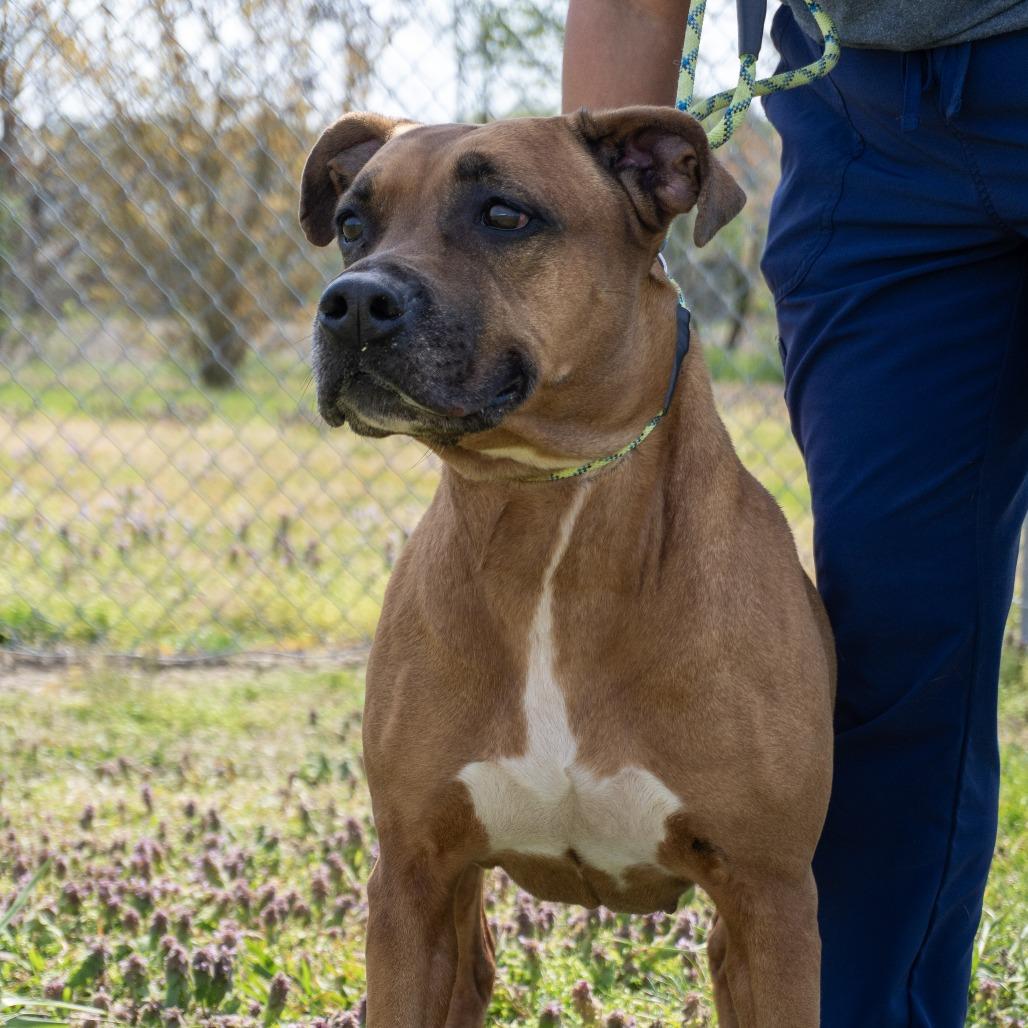 Enlarge Flossie, a Adoptable mixed breed in Elizabeth City, NC image 5/5