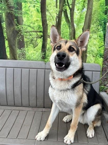 Otis, ADOPTABLE, Adult Male German Shepherd Dog.