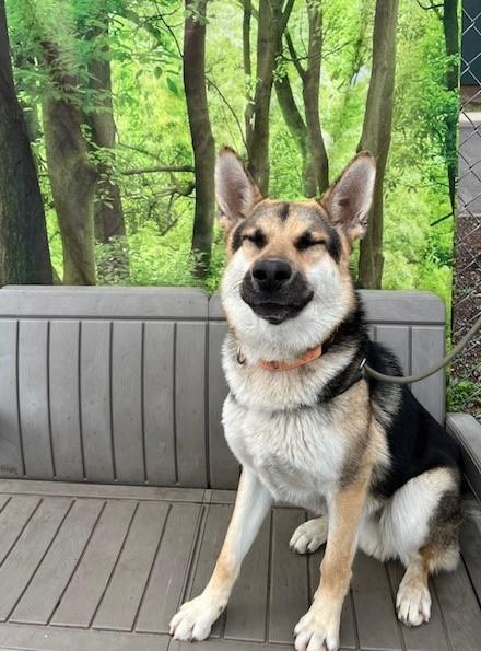 Enlarge Otis, a ADOPTABLE German Shepherd Dog in Phoenix, OR image 2/4