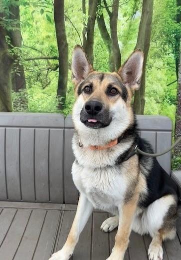 Enlarge Otis, a ADOPTABLE German Shepherd Dog in Phoenix, OR image 3/4