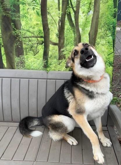 Enlarge Otis, a ADOPTABLE German Shepherd Dog in Phoenix, OR image 4/4