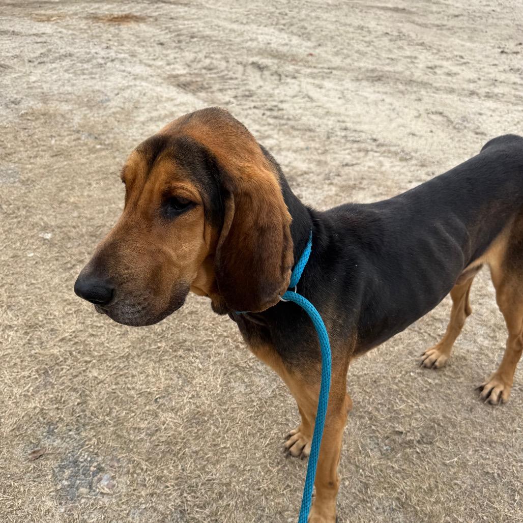 Hank, a Adoptable Bloodhound in Millen, GA image 1/2