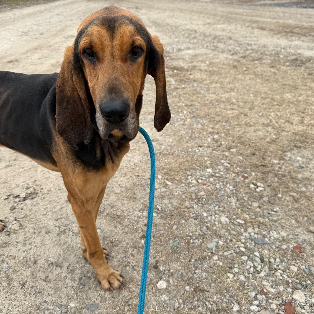 Hank, a Adoptable Bloodhound in Millen, GA image 2/2