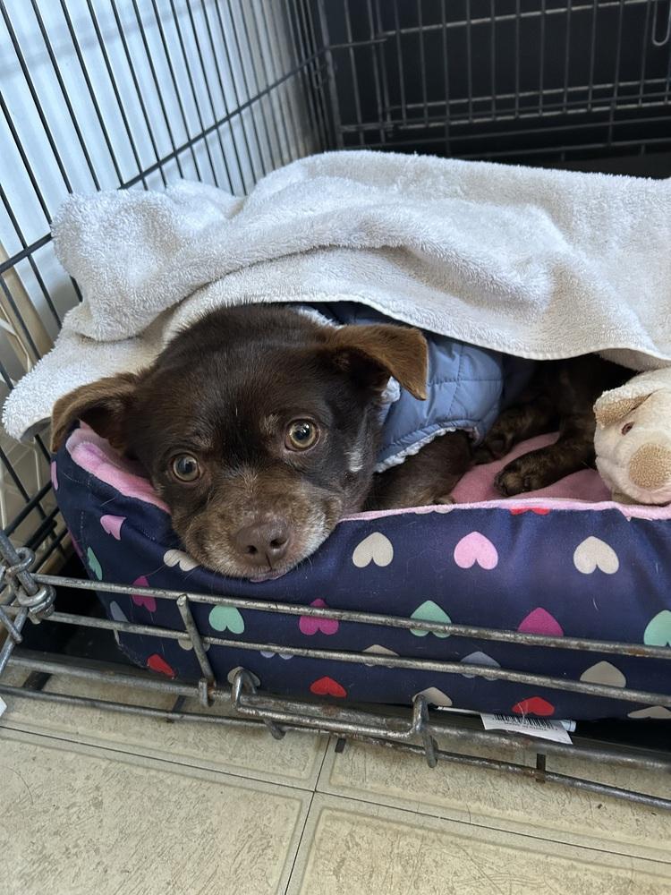 Rusty, Adoptable, Adult Male Chihuahua & Pug.