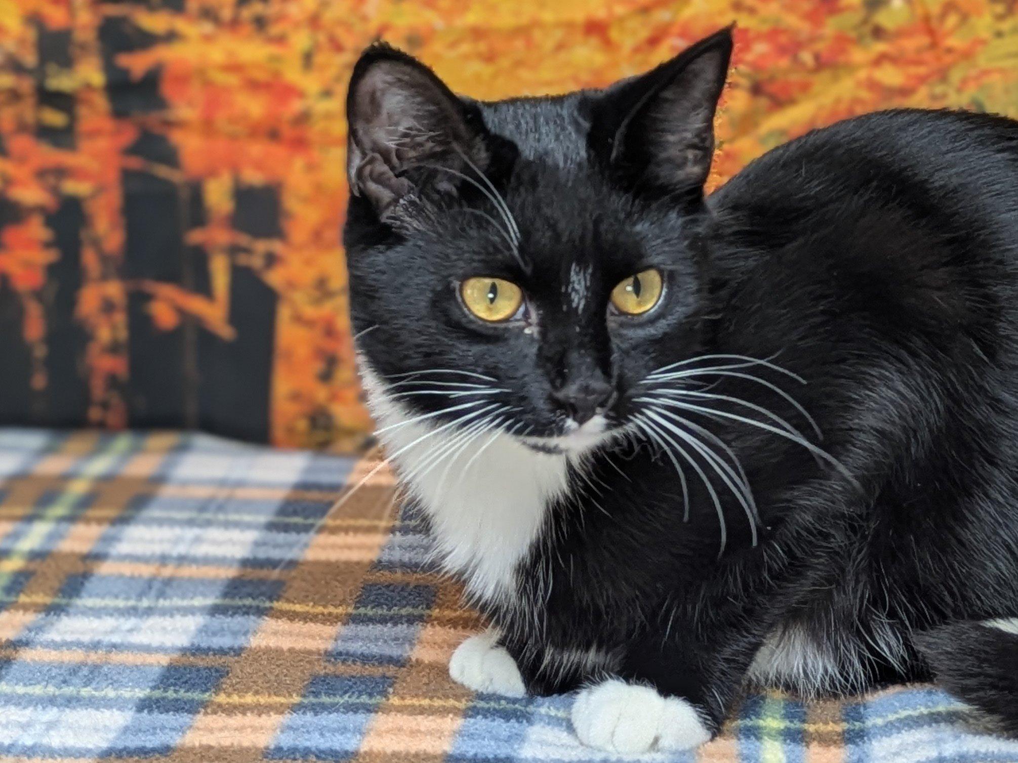 Enlarge Kettle Chip, a Adoptable mixed breed in Monroe, WA image 4/6