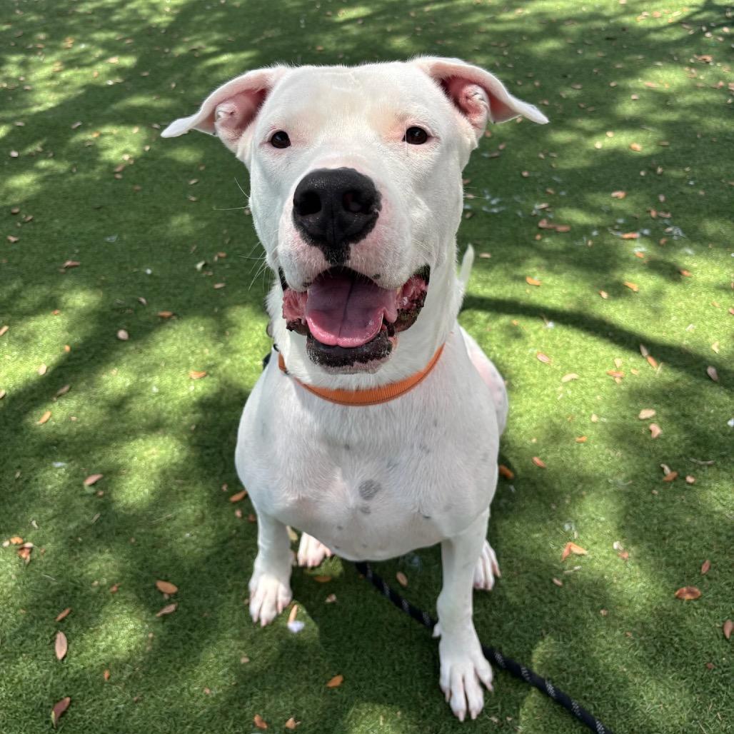 Zelda, Adoptable, Adult Female Mixed Breed.