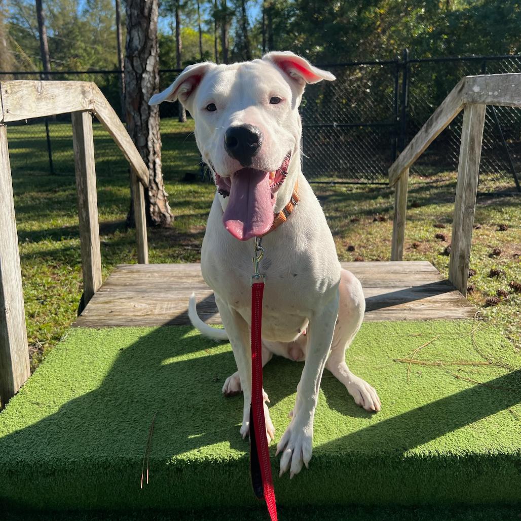 Enlarge Zelda, a Adoptable Mixed Breed in Naples, FL image 2/6