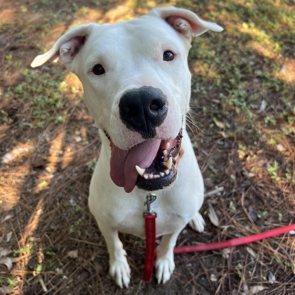 Enlarge Zelda, a Adoptable Mixed Breed in Naples, FL image 3/6