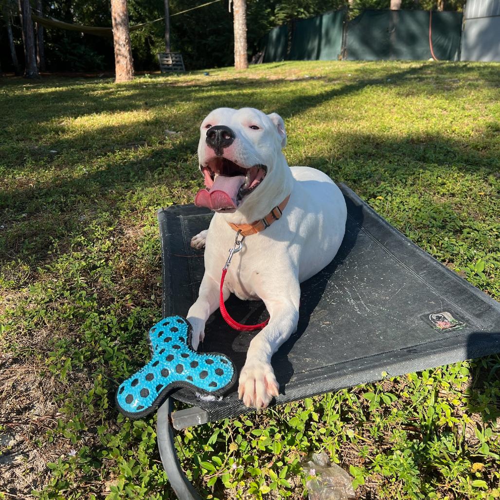 Enlarge Zelda, a Adoptable Mixed Breed in Naples, FL image 4/6