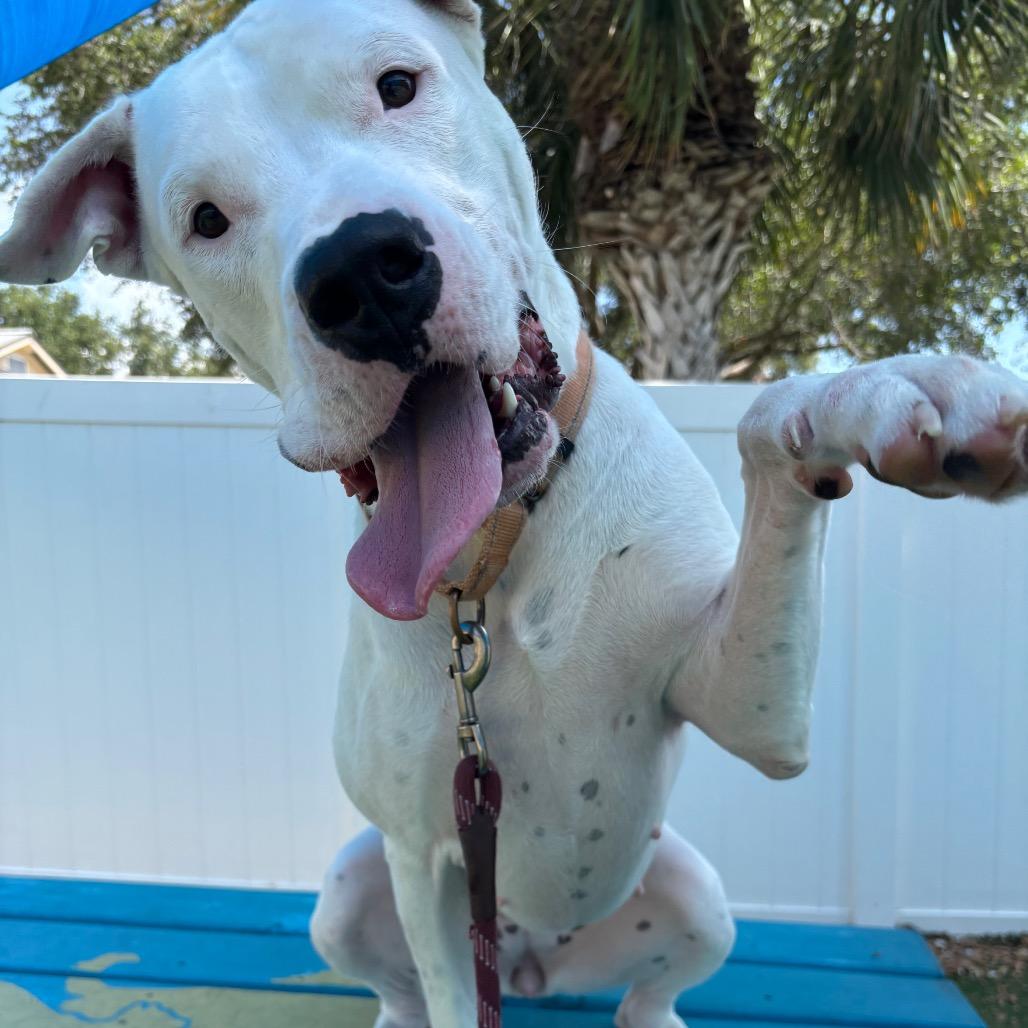 Enlarge Zelda, a Adoptable Mixed Breed in Naples, FL image 5/6