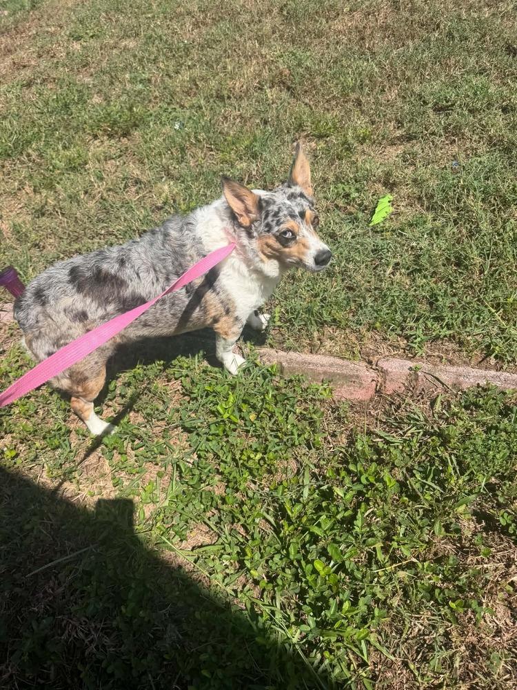 Chunky Monkey, Adoptable, Adult Male Corgi.