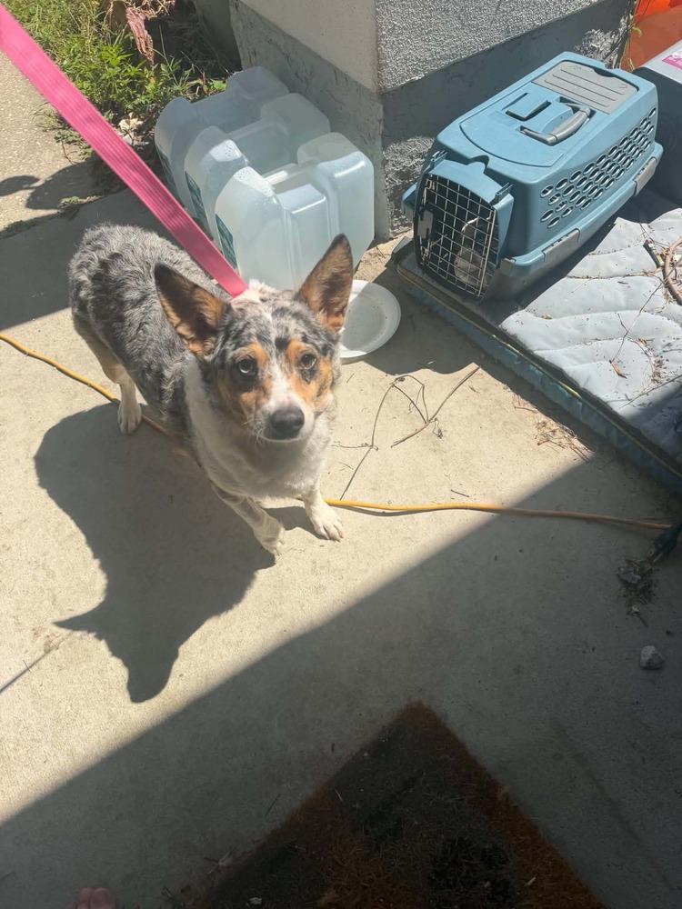 Enlarge Chunky Monkey, a Adoptable Corgi in Orlando, FL image 2/2