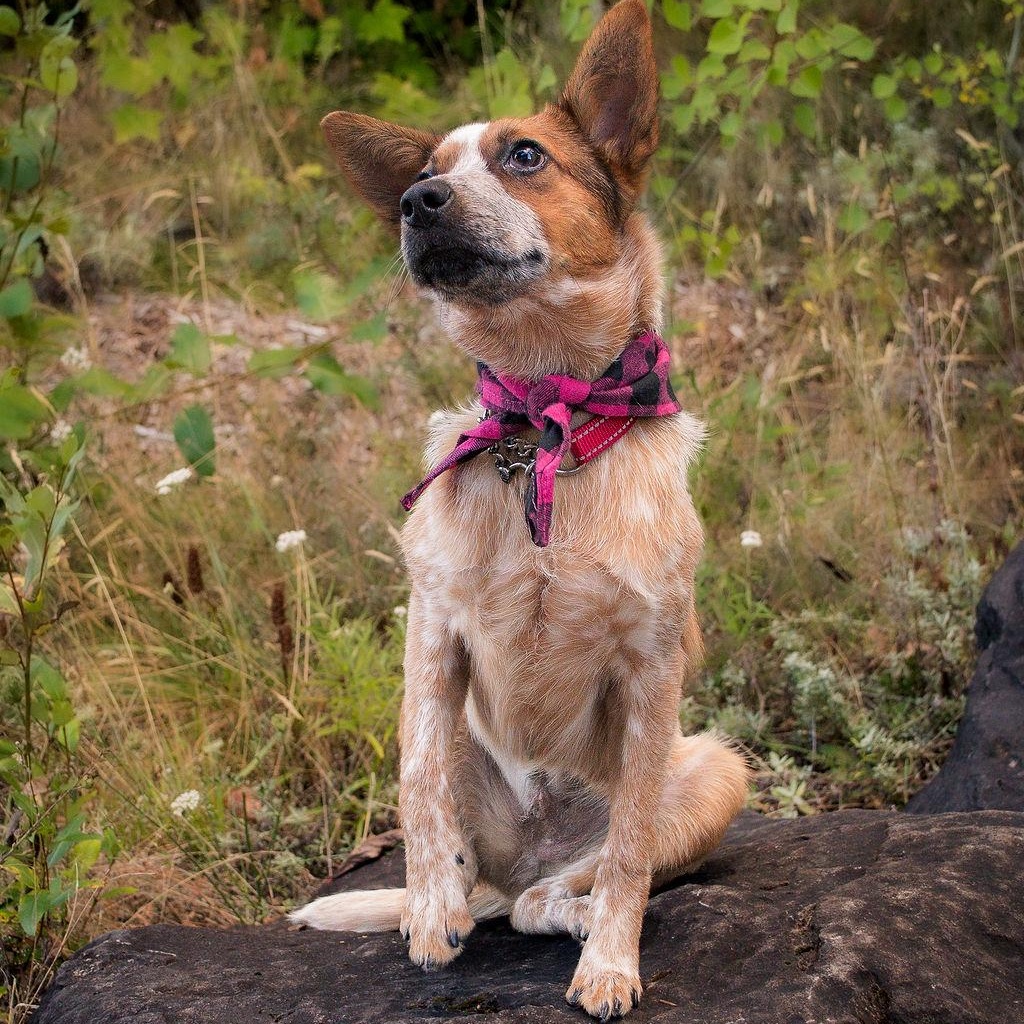 Enlarge Frida (Portland, OR), a Adoptable mixed breed in Portland, OR image 2/6