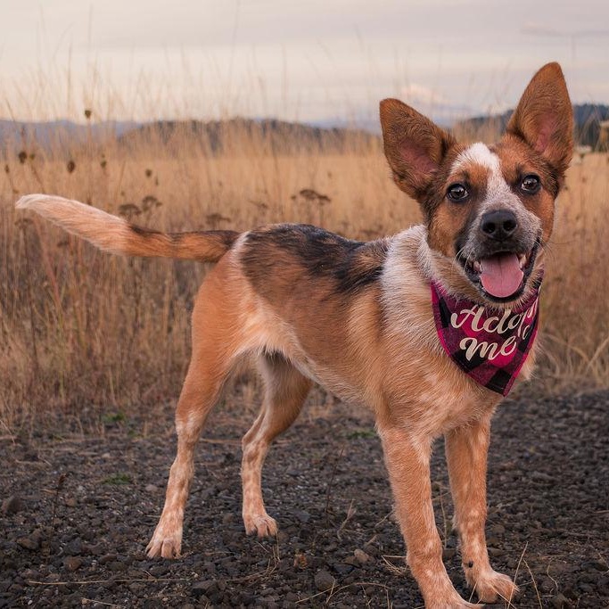 Enlarge Frida (Portland, OR), a Adoptable mixed breed in Portland, OR image 4/6