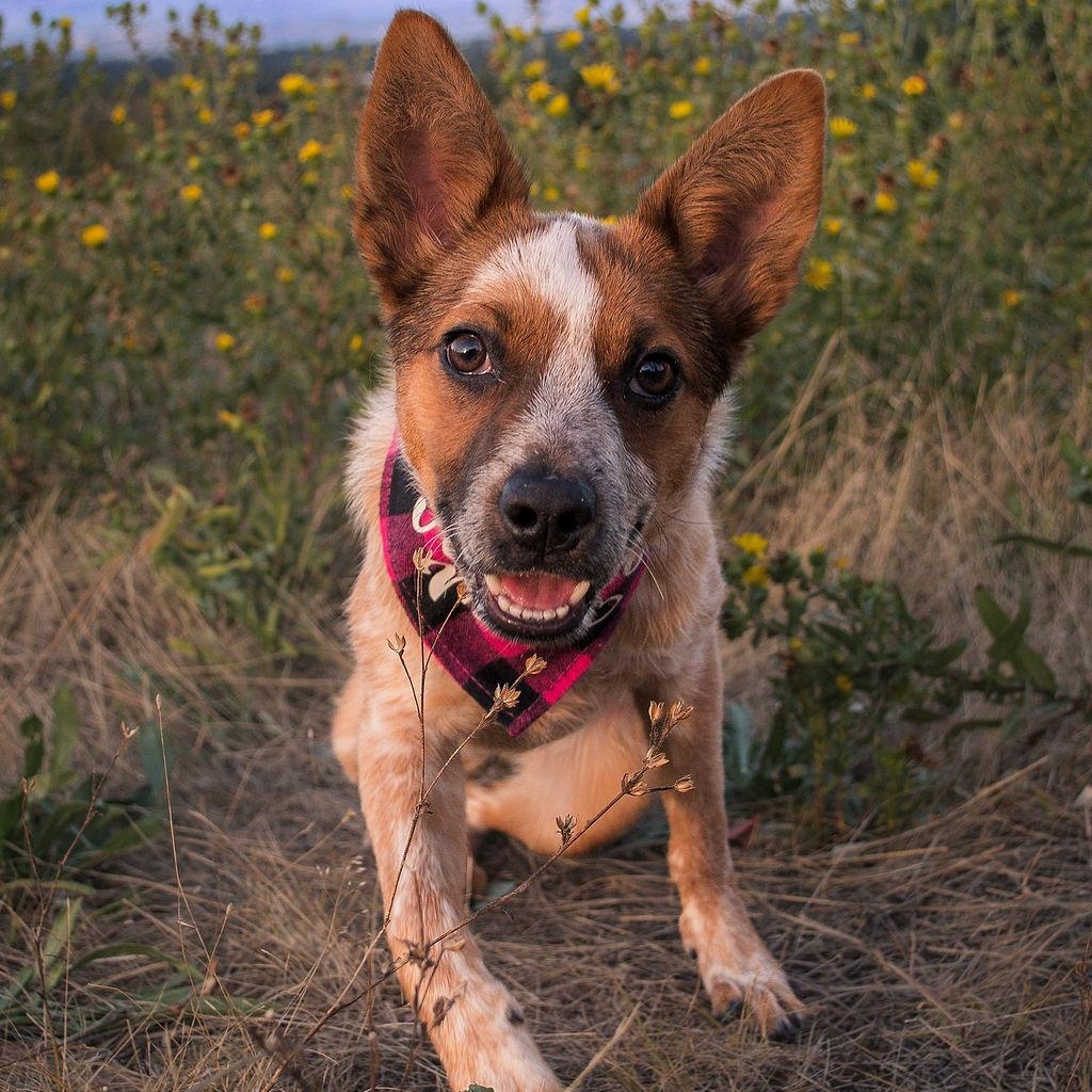 Enlarge Frida (Portland, OR), a Adoptable mixed breed in Portland, OR image 5/6