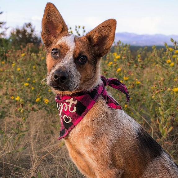 Frida (Portland, OR), Adoptable, Puppy Female Australian Cattle Dog / Blue Heeler & Cattle Dog.