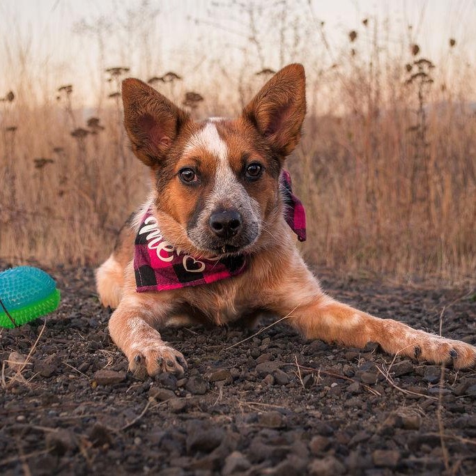 Enlarge Frida (Portland, OR), a Adoptable mixed breed in Portland, OR image 3/6
