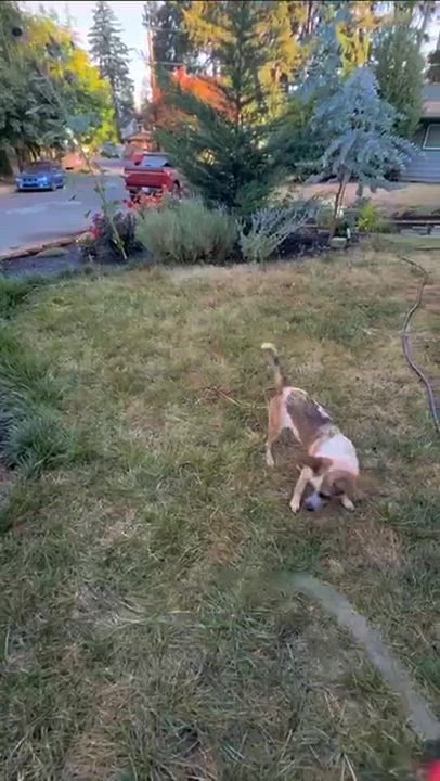 Enlarge Frida (Portland, OR), a Adoptable mixed breed in Portland, OR video 6/6